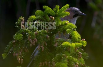 EA266623, Eastpress , Porvoo, Finland